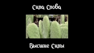 Пётр Гаряев. СИЛА слова. ВЫСШИЕ силы#shorts