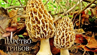 Сморчки. Царство грибов @moyaplaneta