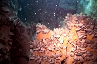 Wreck Theodorich. Затонувший пароход Теодорих