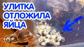 Улитка отложила яйца – что делать? Ахатина родила. Отбраковка и инкубация яиц улиток ахатин