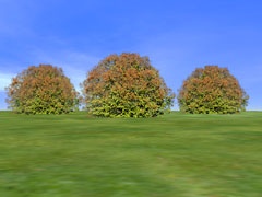 Shrub 32-4m