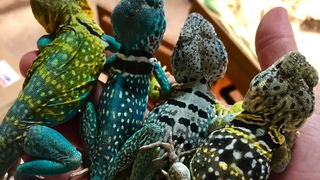 Collared Lizard Handling 101