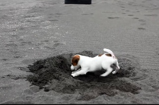 60 Day Jack Russell Terrier puppy