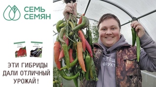 ВАУ! ВОТ ЭТО РЕЗУЛЬТАТЫ! ОТЛИЧНЫЕ СОРТА, КОТОРЫЕ ДАЛИ ОГРОМНЫЙ УРОЖАЙ