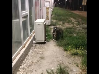 baraholka__belogorsk+
