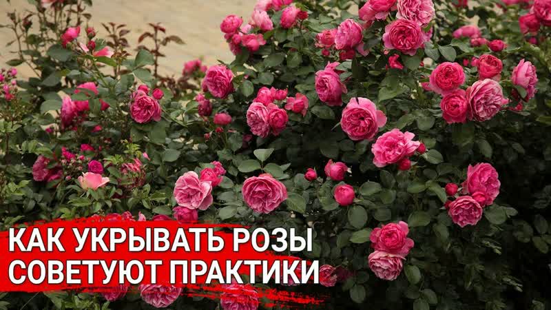 КАК УКРЫВАТЬ РОЗЫ. Советуют