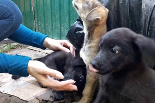 Щенки девочки в добрые руки